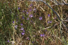 Brodiaea jolonensis