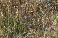 Brodiaea jolonensis