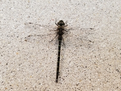 Gomphaeschna antilope