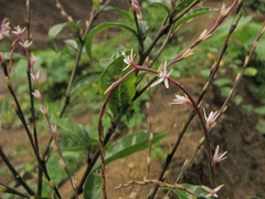 Petiveria alliacea