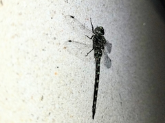 Gomphaeschna antilope