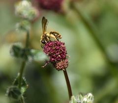 Andrena auricoma