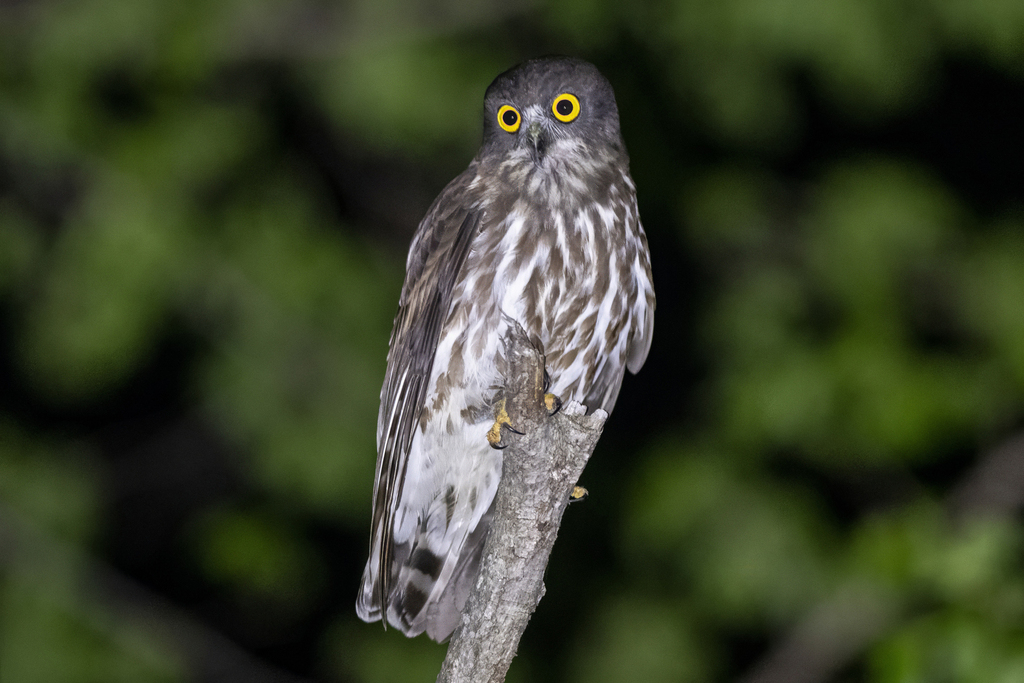 Northern Boobook (Ninox japonica) photo