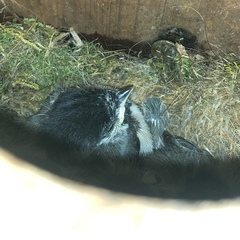 Poecile carolinensis