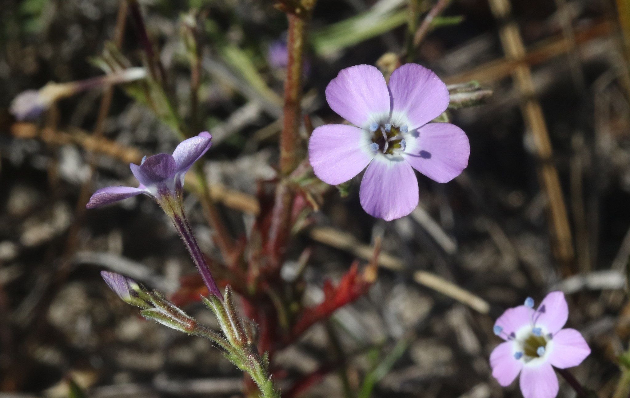Gilia tenuiflora ssp. hoffmannii