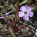 Santa Rosa Island Gilia - Photo (c) James Bailey, some rights reserved (CC BY-NC), uploaded by James Bailey