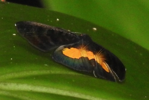 Pirascca tyriotes