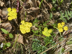Lomatium cous