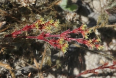 Lastarriaea coriacea