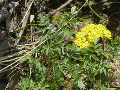 Lomatium cous