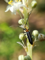 Oxycopis thoracica