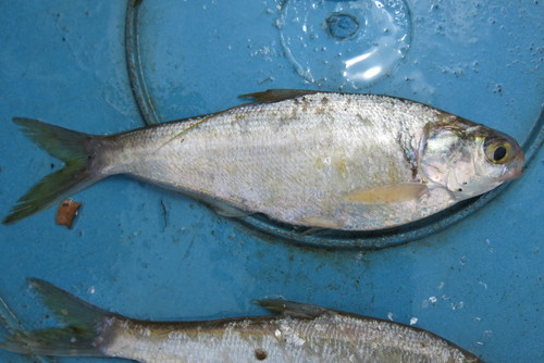 Longfin gizzard shad (Dorosoma anale) — Clupeidae — 3