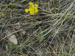Lomatium cous