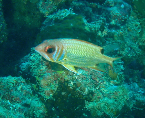Blackblotch Squirrelfish