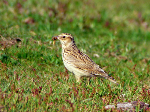 Woodlark