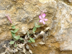 Petrocoptis grandiflora