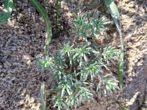 Image of Adenogramma glomerata by (c) De Waal Hugo, some rights reserved (CC BY)