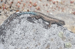 Sceloporus occidentalis becki