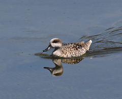 Marmaronetta angustirostris