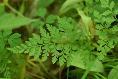 Cystopteris protrusa