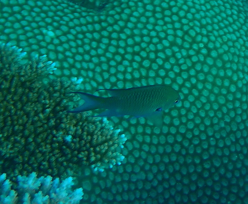 Neopomacentrus metallicus observed 2024-05-23