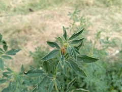 Creontiades rubrinervis