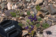 Lupinus flavoculatus