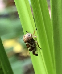 Cyrtolobus vanduzii