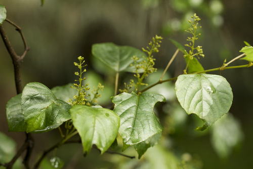 Vitis flexuosa, photograph 5