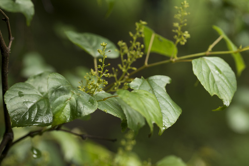 Vitis flexuosa, photograph 6
