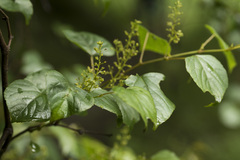 Vitis flexuosa, photograph (c) Licheng Shih, some rights reserved (CC BY)