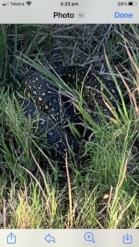 Diamond Python sighting