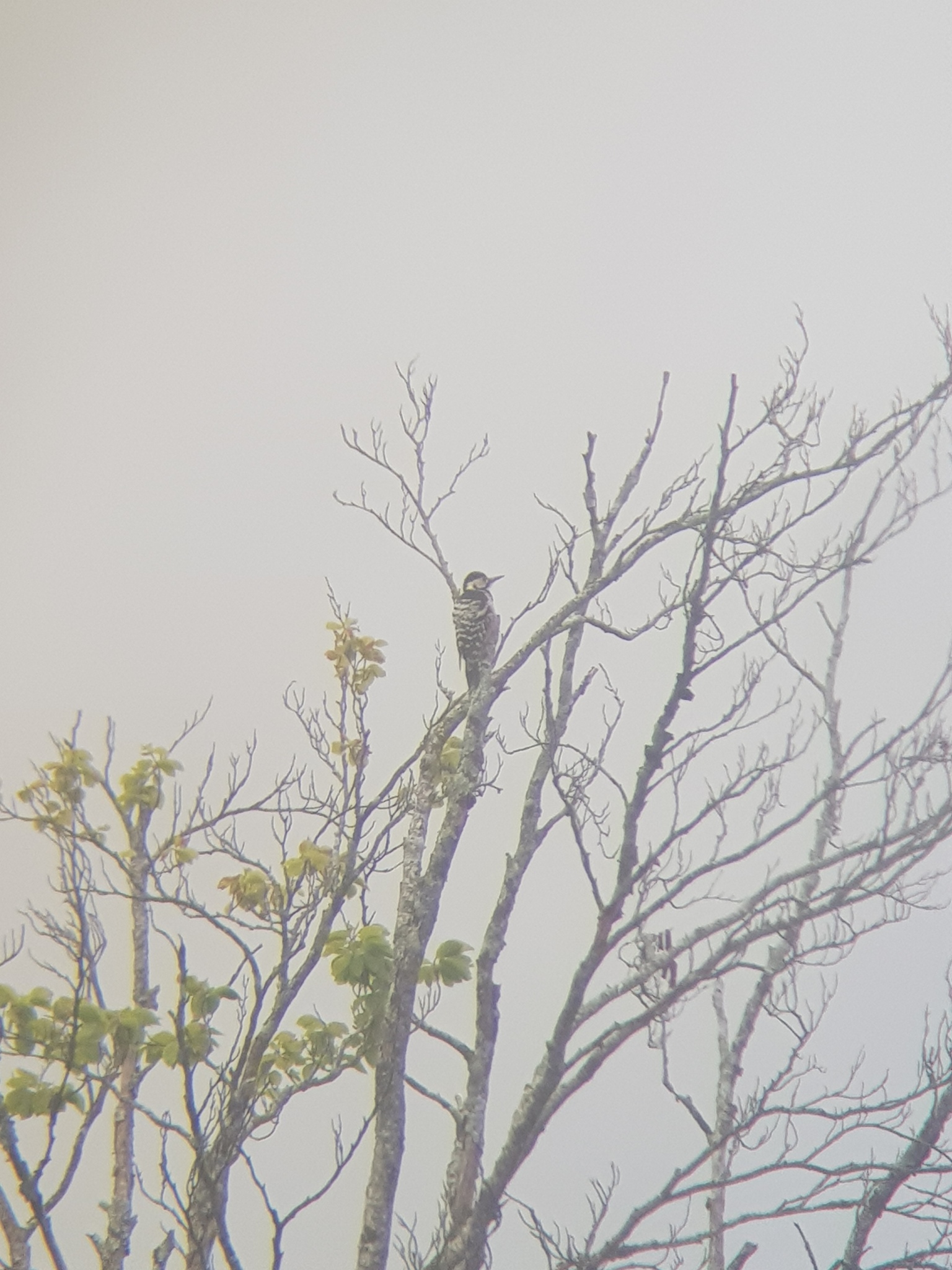 White-backed Woodpecker