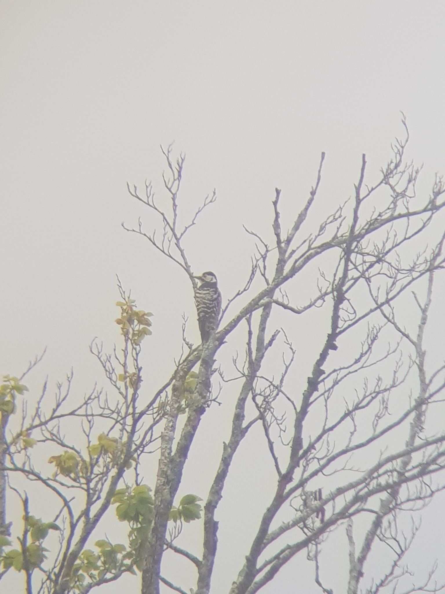 White-backed Woodpecker