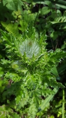 Cirsium brevistylum