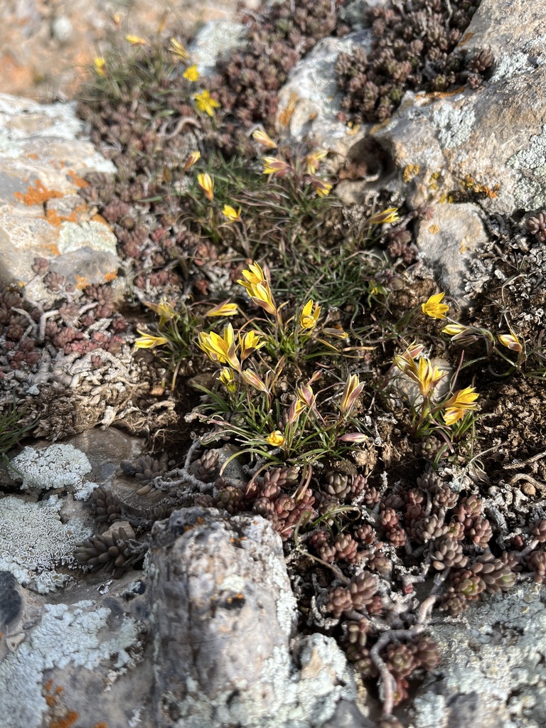 Gagea calantha