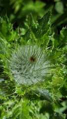 Cirsium brevistylum