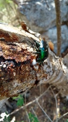 Cotinis viridicyanea