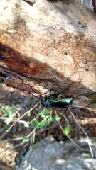 Cotinis viridicyanea