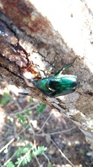 Cotinis viridicyanea