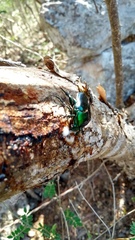 Cotinis viridicyanea