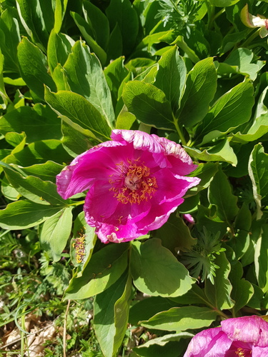 Paeonia arietina (Paeonia arietina)