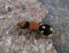Ronisia brutia