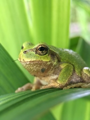 Hyla japonica