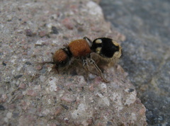Ronisia brutia