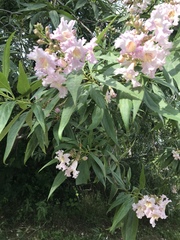 × chitalpa tashkentensis
