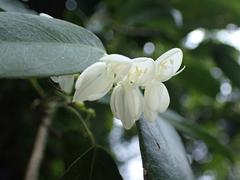 Mandarin plant (Bowringia)