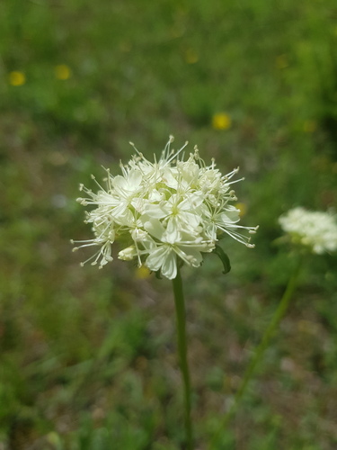 Saponaria bellidifolia, photograph 4