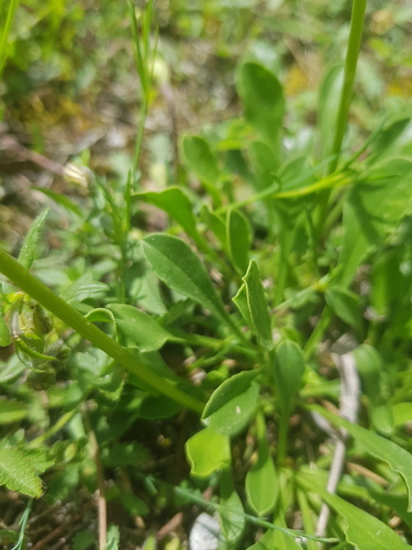 Saponaria bellidifolia, photograph 6