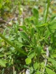 Saponaria bellidifolia, photograph (c) Bastien Alegot, some rights reserved (CC BY)